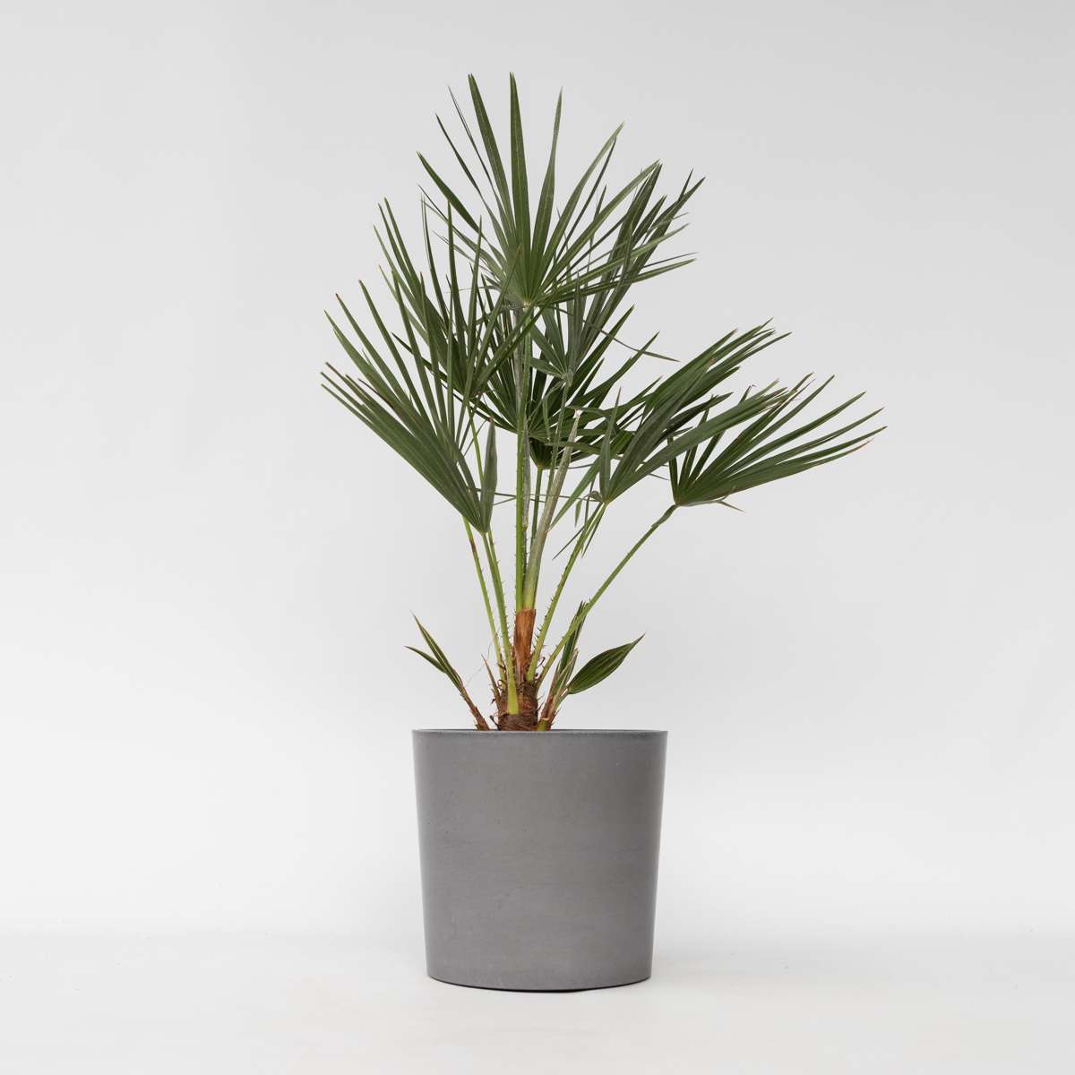 Chamaerops humilis - Europäische Zwergpalme