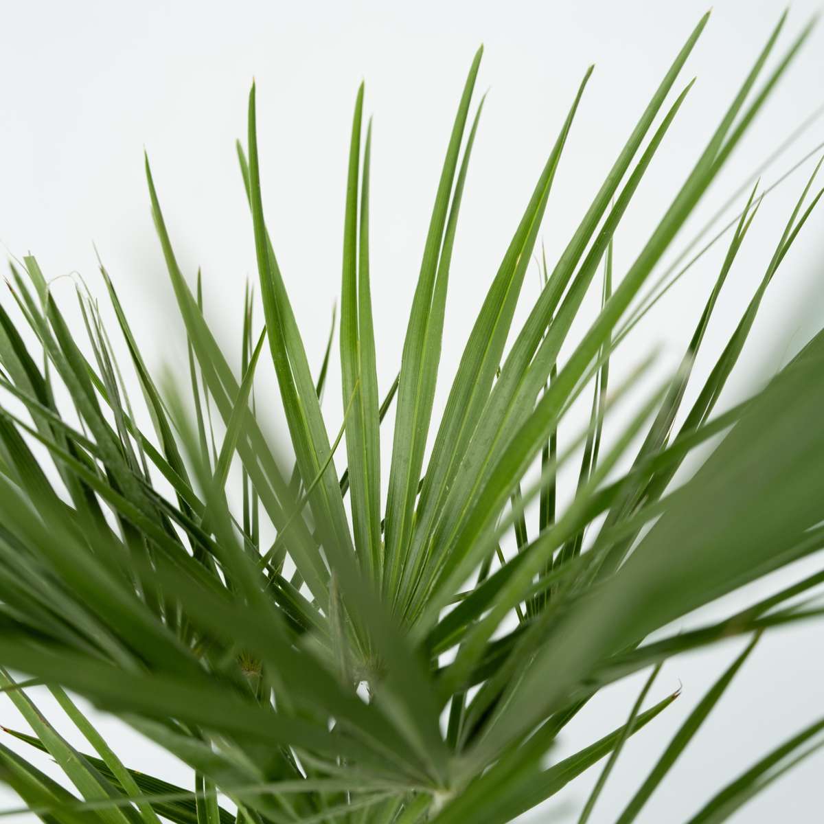 Chamaerops humilis - 2er-Set - Inklusive Pflanzennahrung