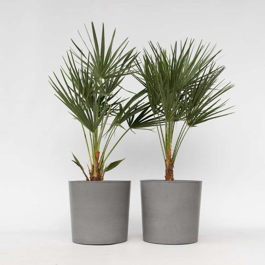Chamaerops humilis - Set van 2 - Europese dwergpalm
