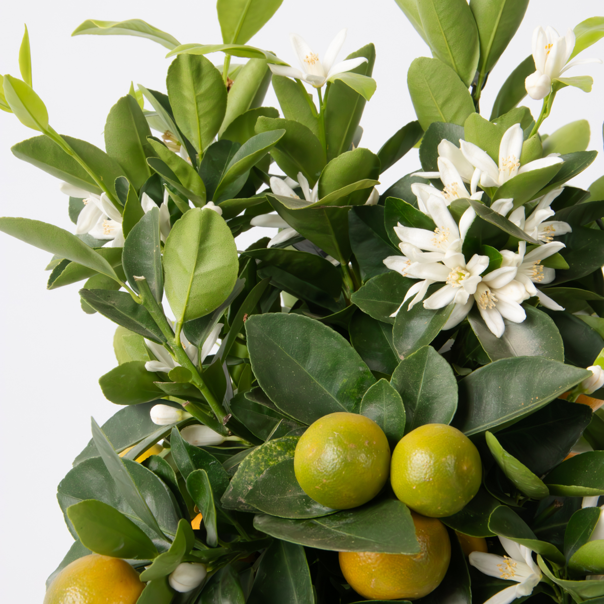Citrus Calamondin - Zitrusbaum