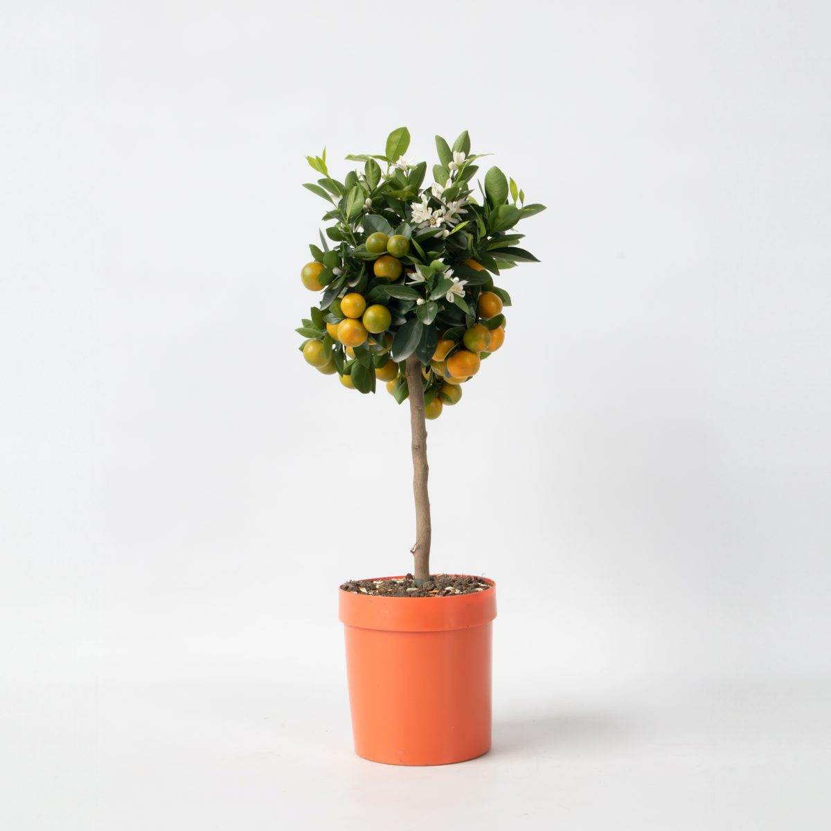 Citrus Calamondin - Zitrusbaum