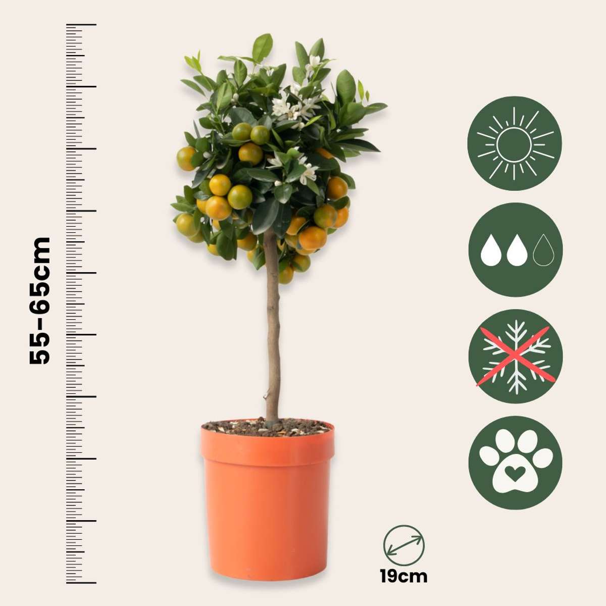 Citrus Calamondin - Zitrusbaum