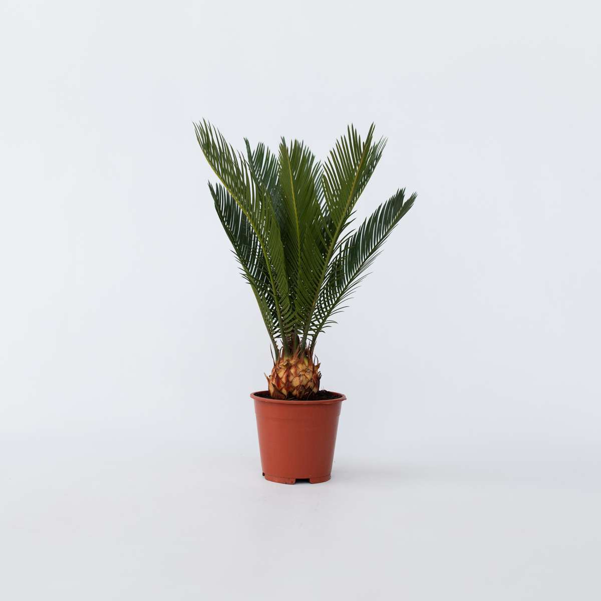 Cycas Revoluta - Farnpalme