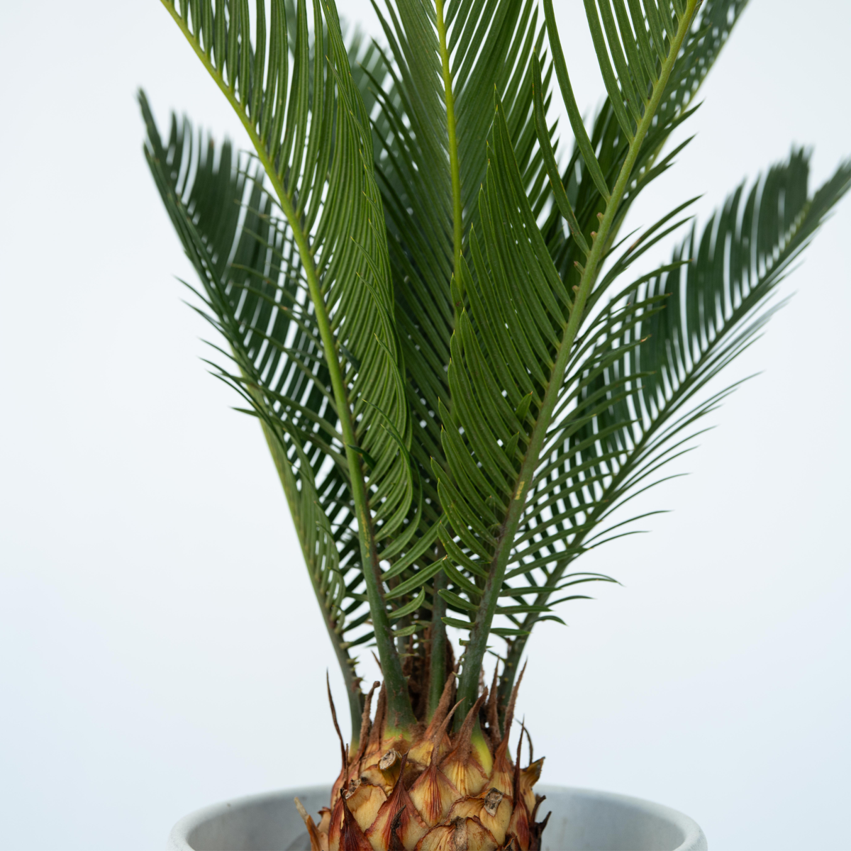 Cycas Revoluta - Set van 2 - Inclusief plantenvoeding
