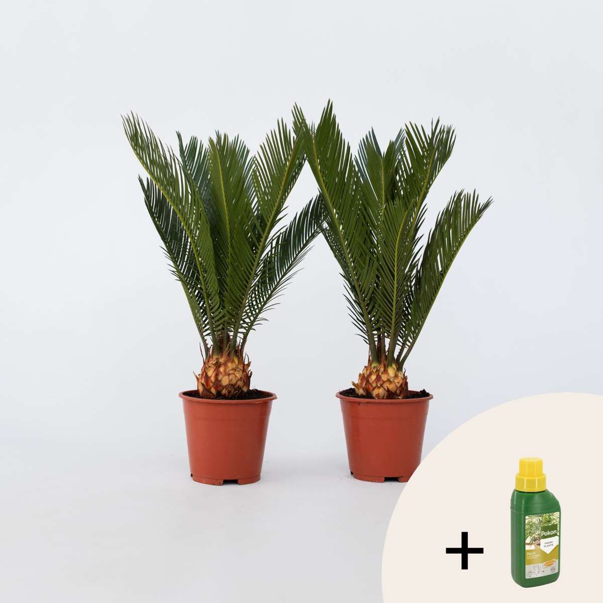 Cycas Revoluta - Set van 2 - Inclusief plantenvoeding