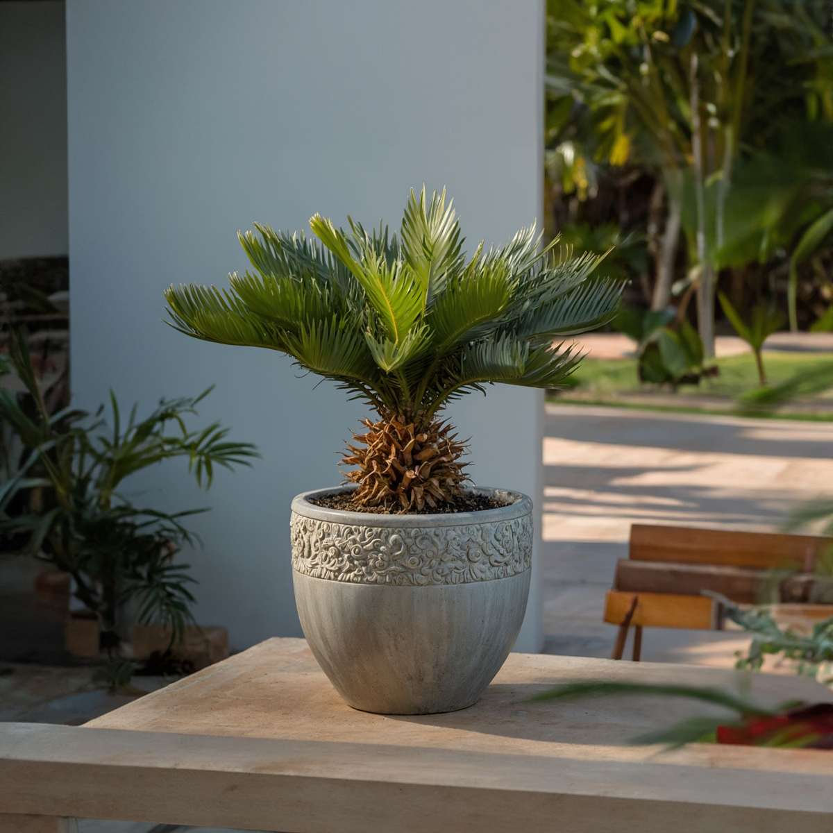 Cycas Revoluta - Set van 2 - Inclusief plantenvoeding