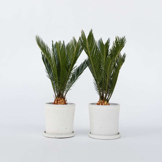 Cycas Revoluta – 2er-Set – Farnpalme