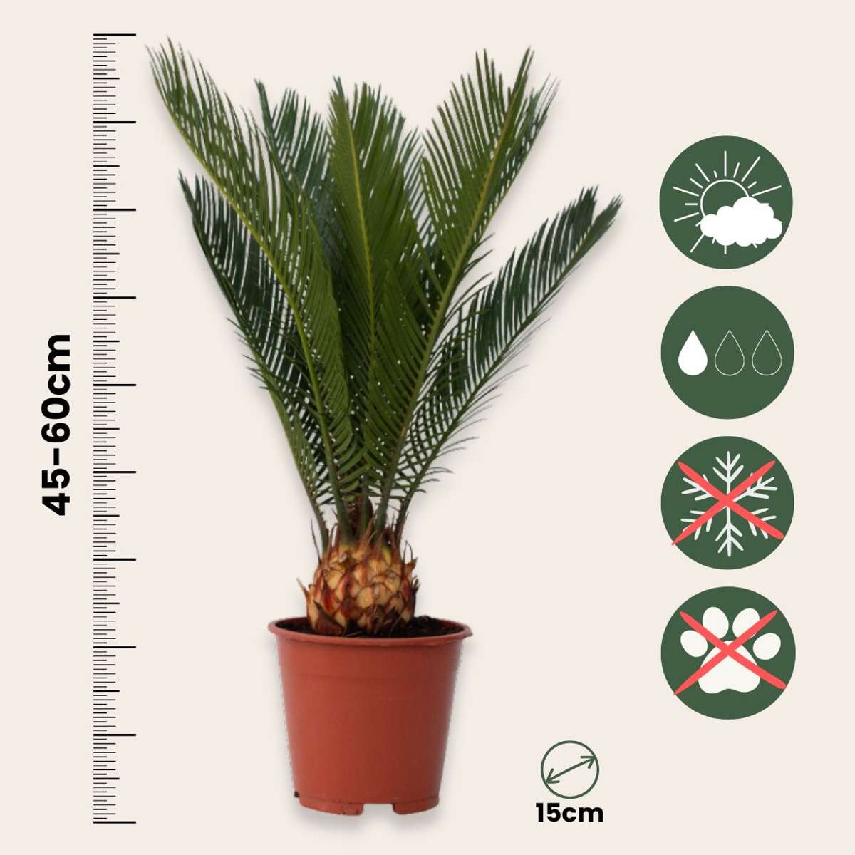 Cycas Revoluta - Set van 2 - Inclusief plantenvoeding