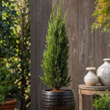 Cupressus sempervirens – 2er-Set – Toskanische Zypresse