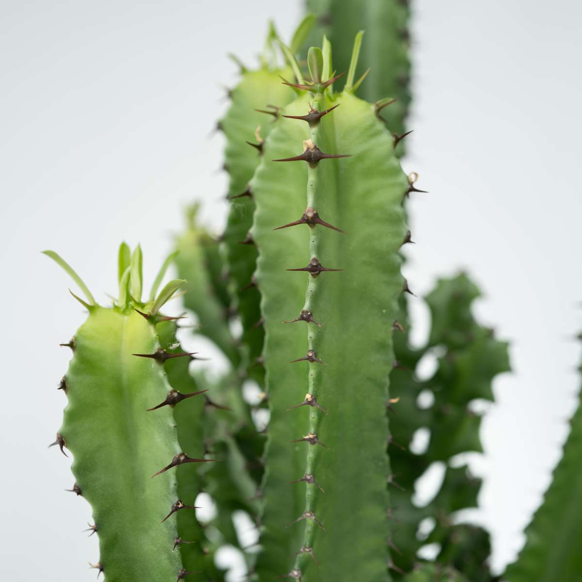 Euphorbia Ingens - Cowboycactus