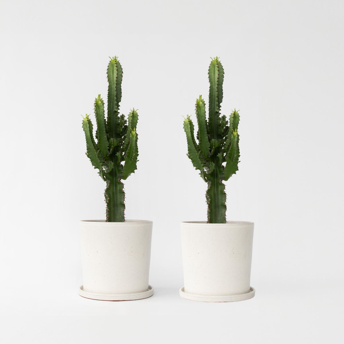 Euphorbia Eritrea - 2er-Set - Cowboykaktus