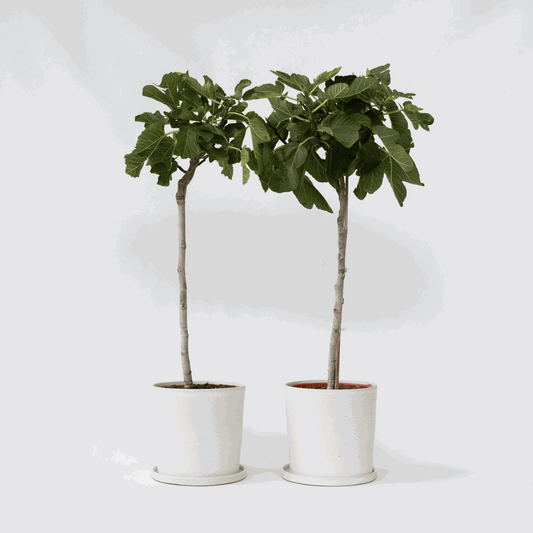 Ficus Carica - 2er-Set - Feigenbaum