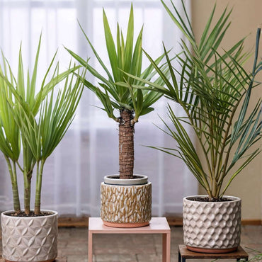 Zimmerpalmen - 3er-Mix - Washingtonia, Yucca, Phoenix