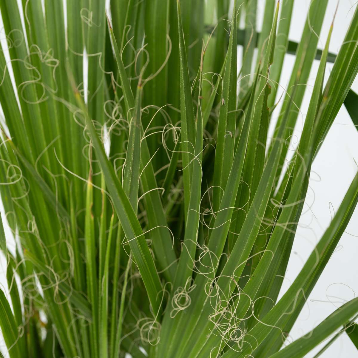 Zimmerpalmen - 3er-Mix - Washingtonia, Yucca, Phoenix