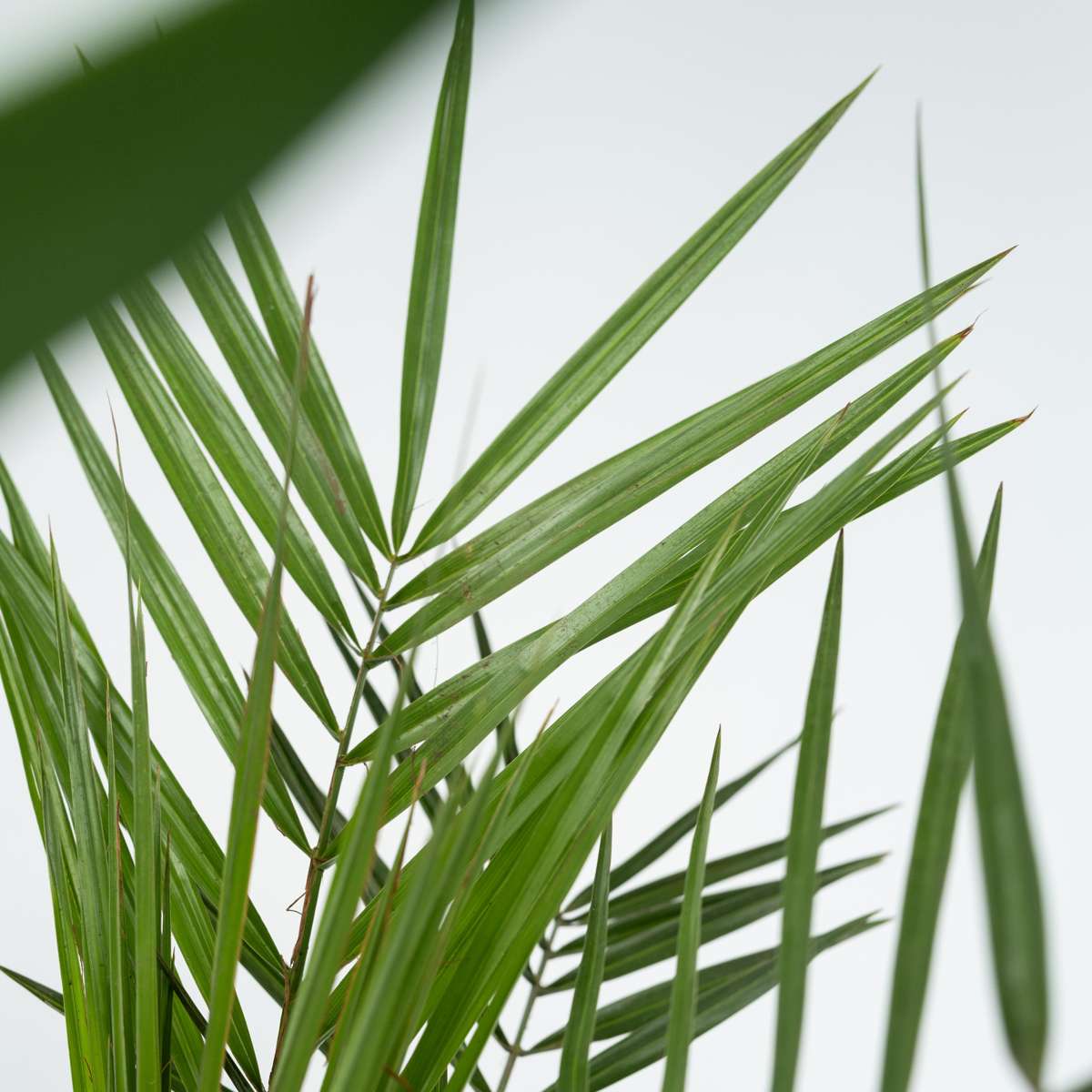 Zimmerpalmen - 3er-Mix - Washingtonia, Yucca, Phoenix
