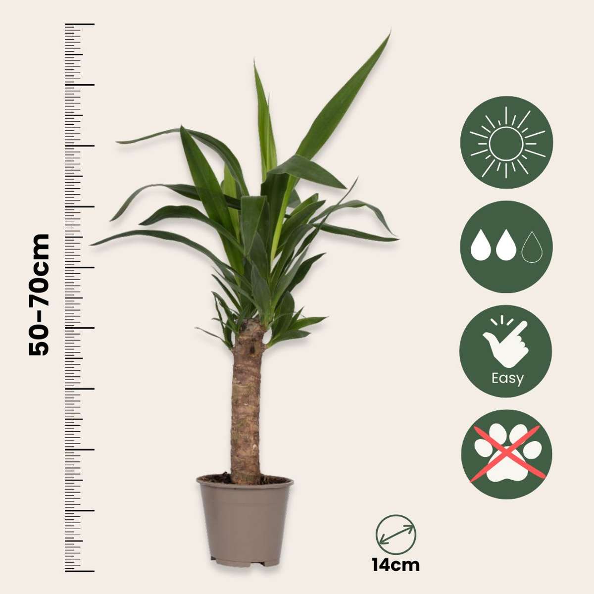 Zimmerpalmen - 3er-Mix - Washingtonia, Yucca, Phoenix
