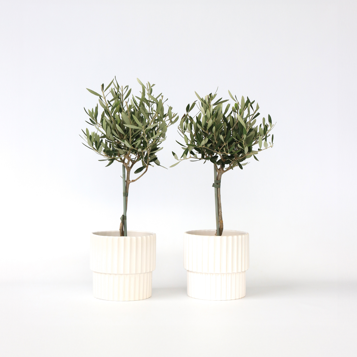 Olea Europaea - Set van 2 - Olijfboom op stam