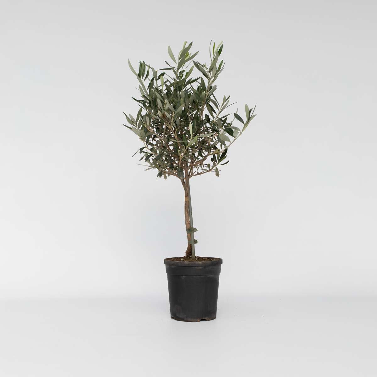 Olea Europaea - Olivenbaum