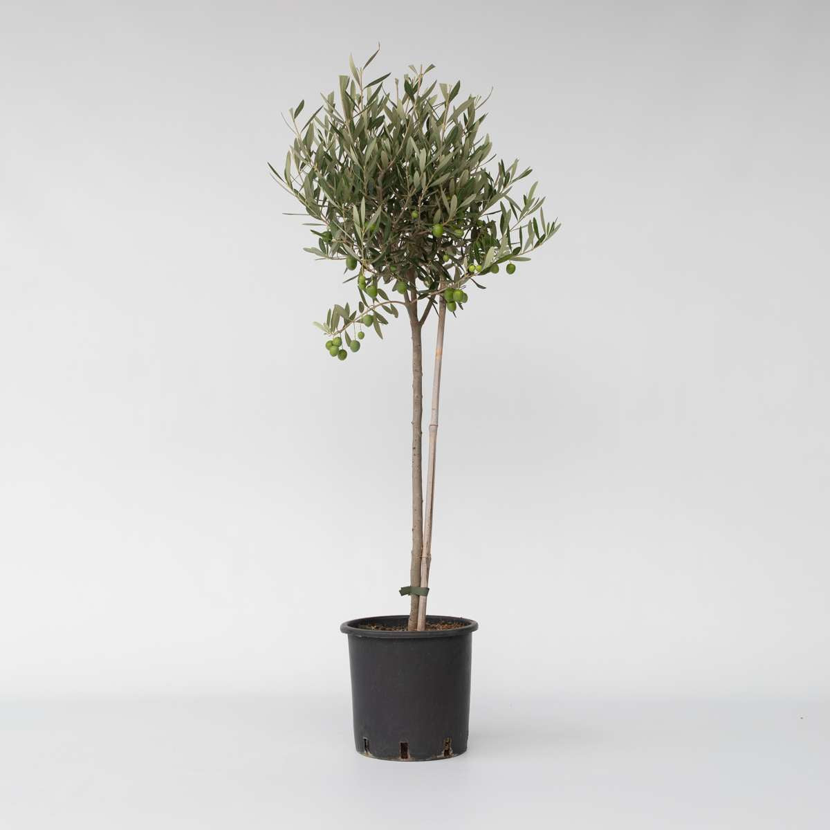 Olea Europaea - Olijfboom