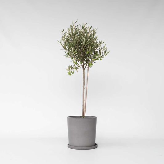 Olea Europaea - Olivenbaum