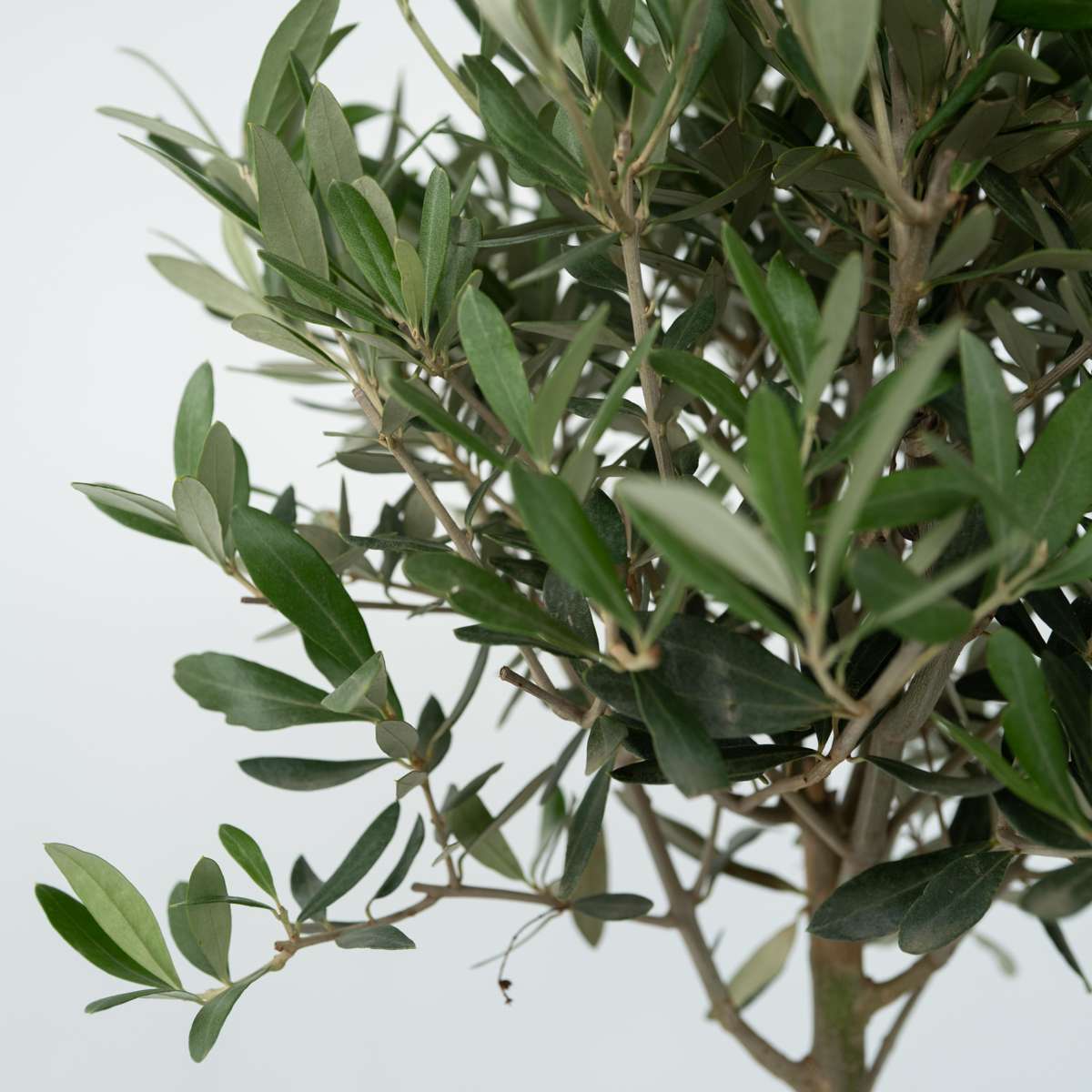 Olea Europaea - Set van 2 - Olijfboom