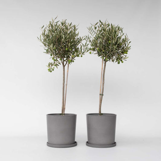 Olea Europaea - Set van 2 - Olijfboom