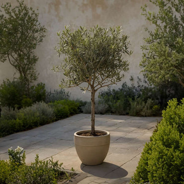 Olea Europaea - Olivenbaum