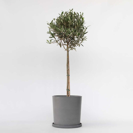 Olea Europaea - Olivenbaum