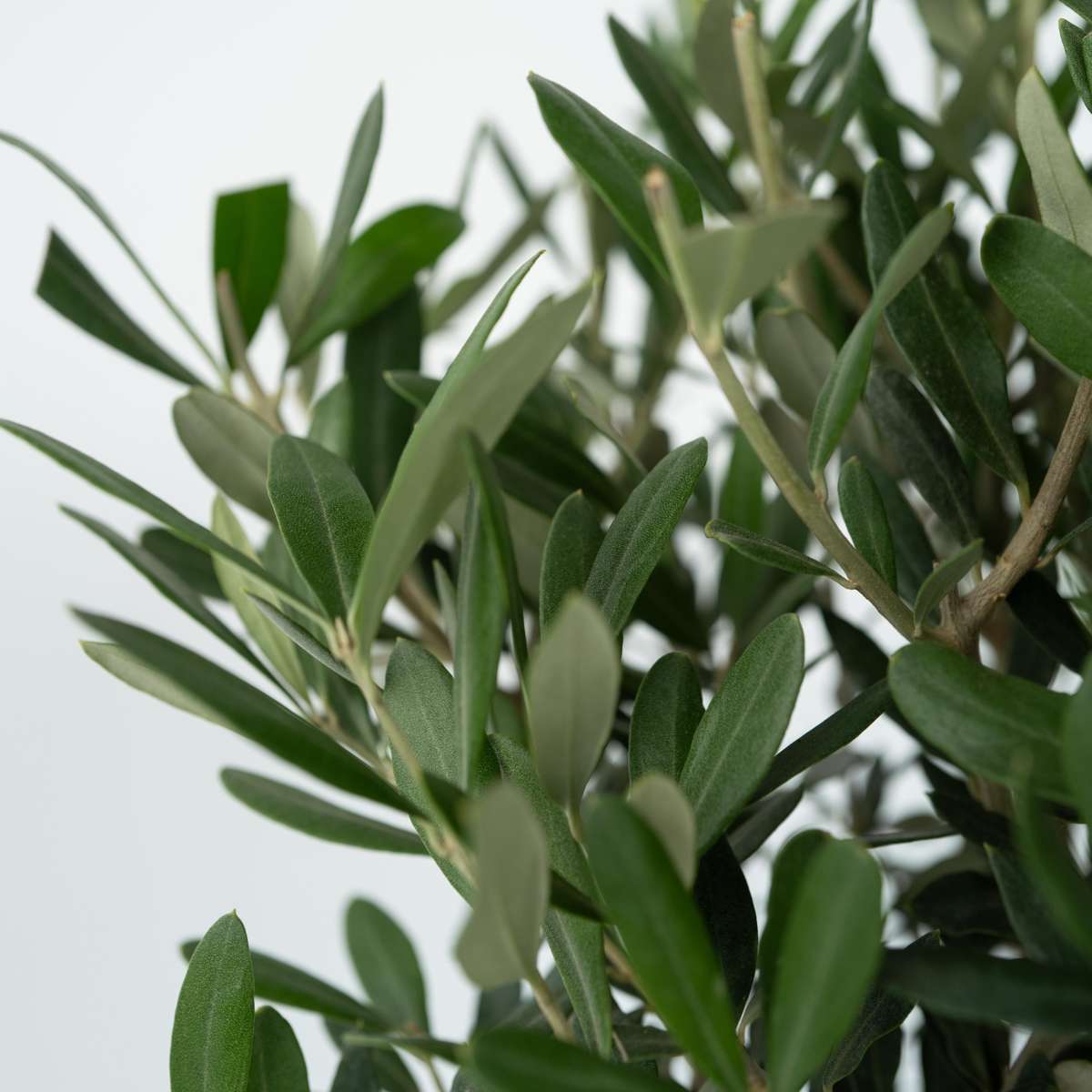 Olijfboom - Set van 2 - Inclusief plantenvoeding