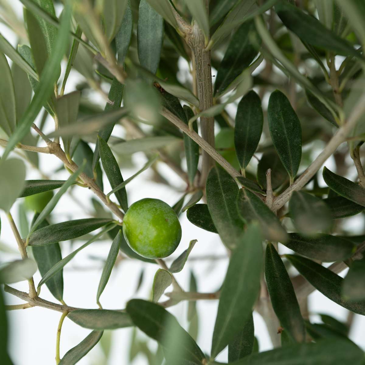 Olijfboom - Set van 2 - Inclusief plantenvoeding