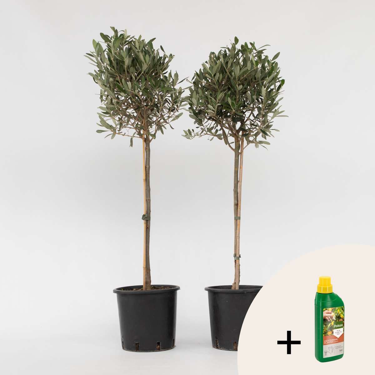 Olijfboom - Set van 2 - Inclusief plantenvoeding