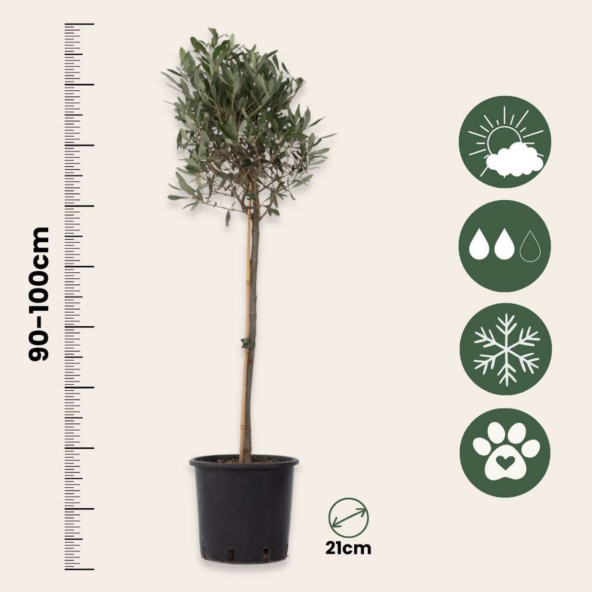 Olijfboom - Set van 2 - Inclusief plantenvoeding