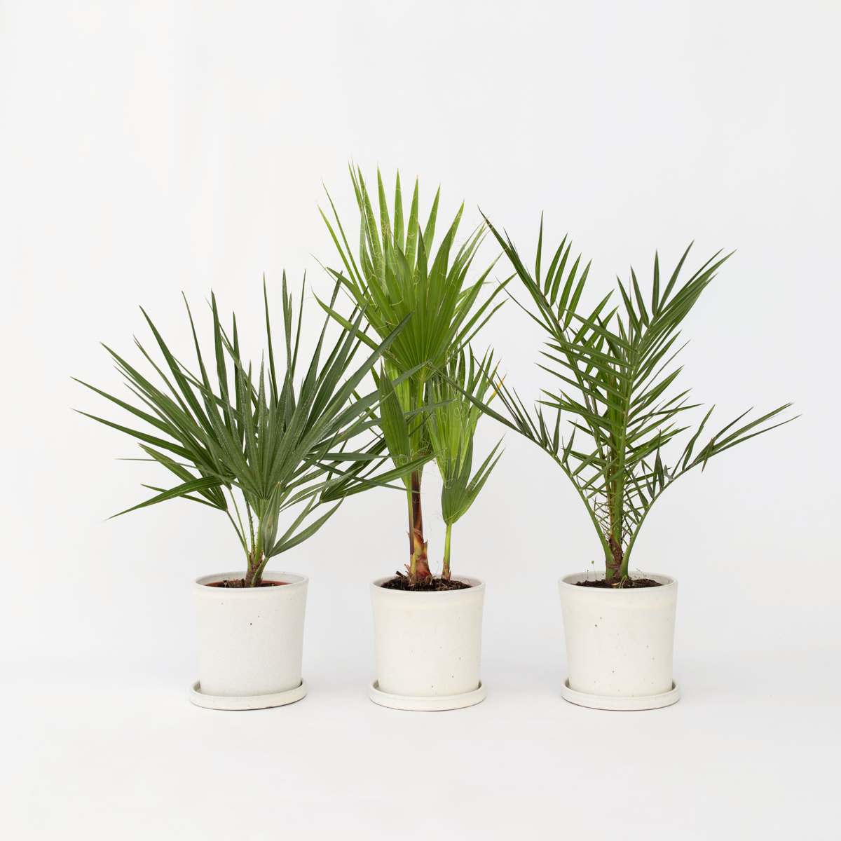 Outdoorpalmen - 3er-Mix - Gartenpalmen