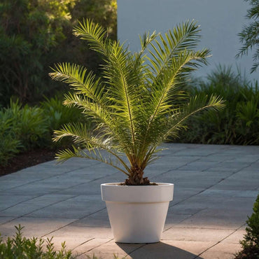 Phoenix Canariensis - 4er-Set - Dattelpalme