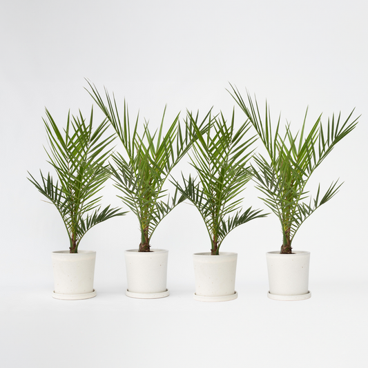 Phoenix Canariensis - 4er-Set - Dattelpalme