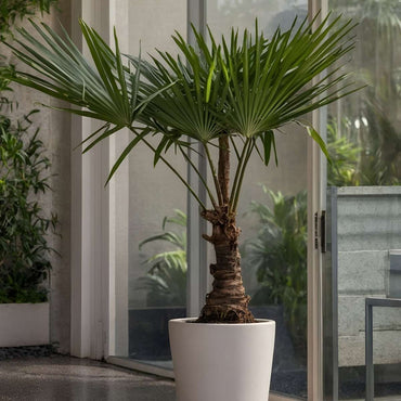 Trachycarpus Fortunei - Fächerpalme