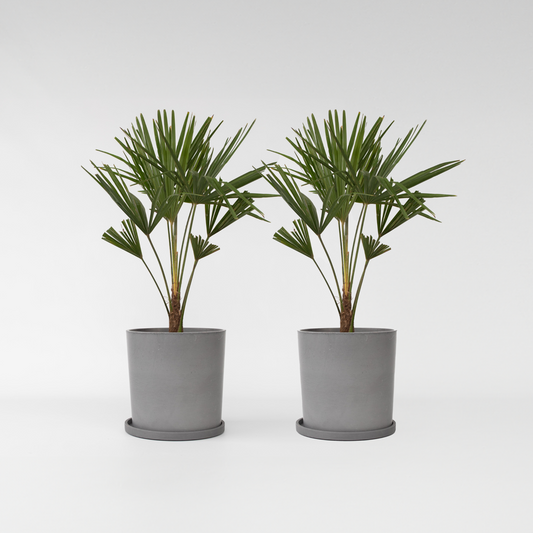 Trachycarpus Fortunei - Set van 2 - Waaierpalmboom