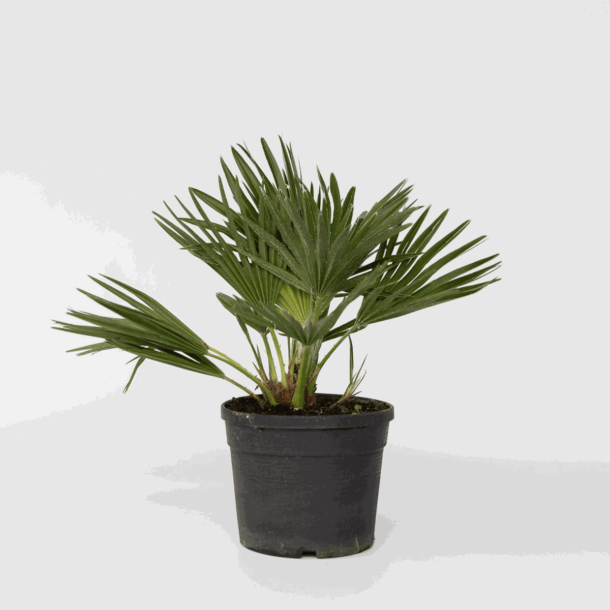 Chamaerops 'Vulcano' - Zwergpalme