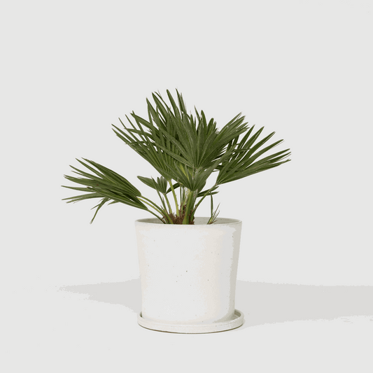 Chamaerops 'Vulcano' - Zwergpalme