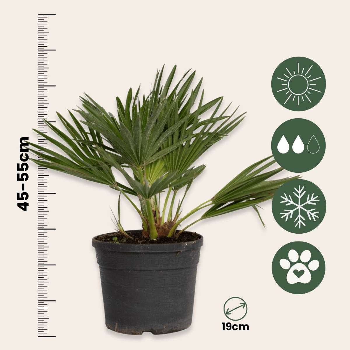 Chamaerops 'Vulcano' - Set van 2 - Dwergpalm