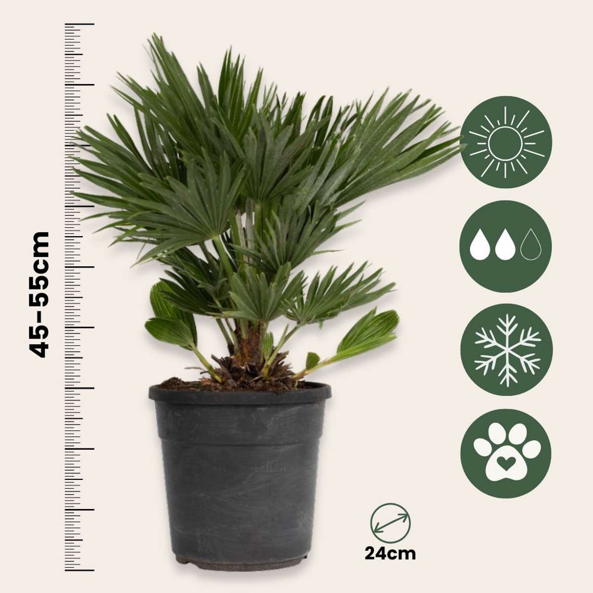 Chamaerops 'Vulcano' - Zwergpalme
