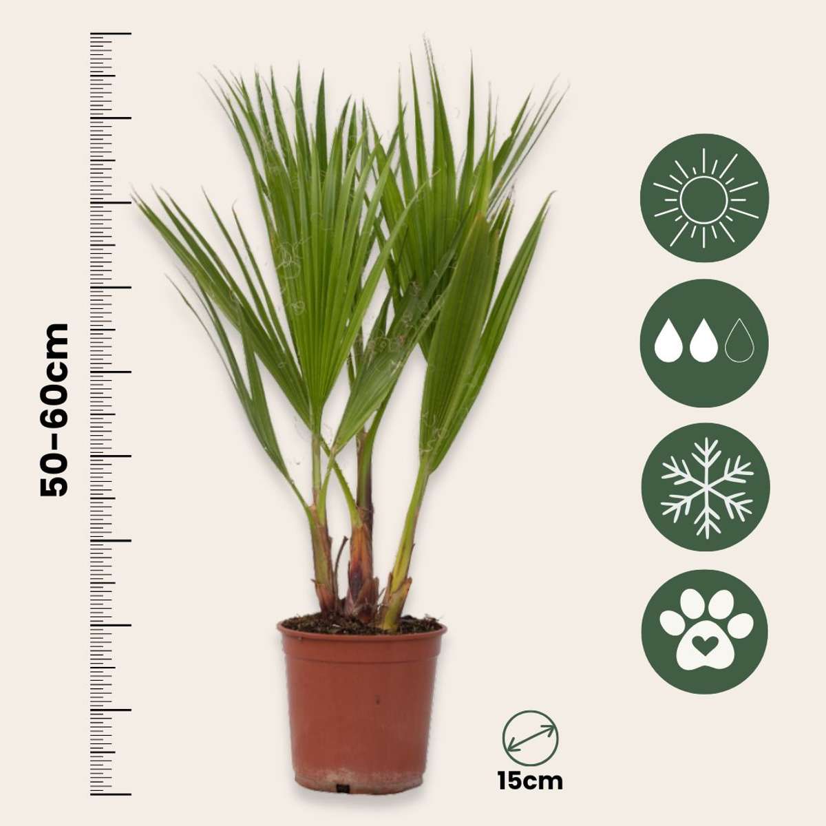 Washingtonia Robusta - Waaierpalm