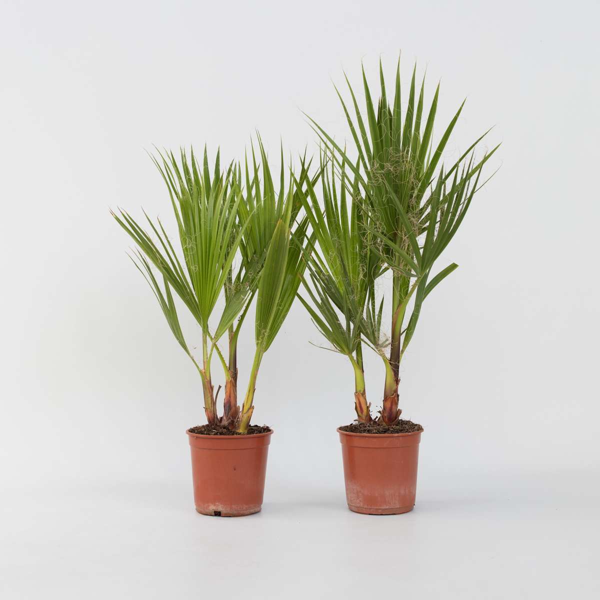Washingtonia Robusta - 2er-Set - Fächerpalme