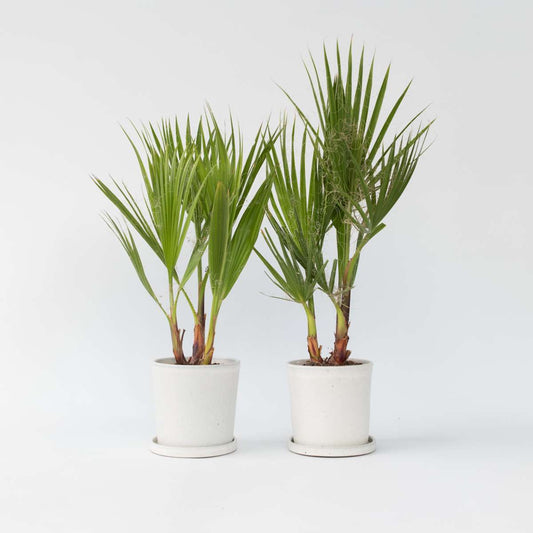 Washingtonia Robusta - 2er-Set - Fächerpalme