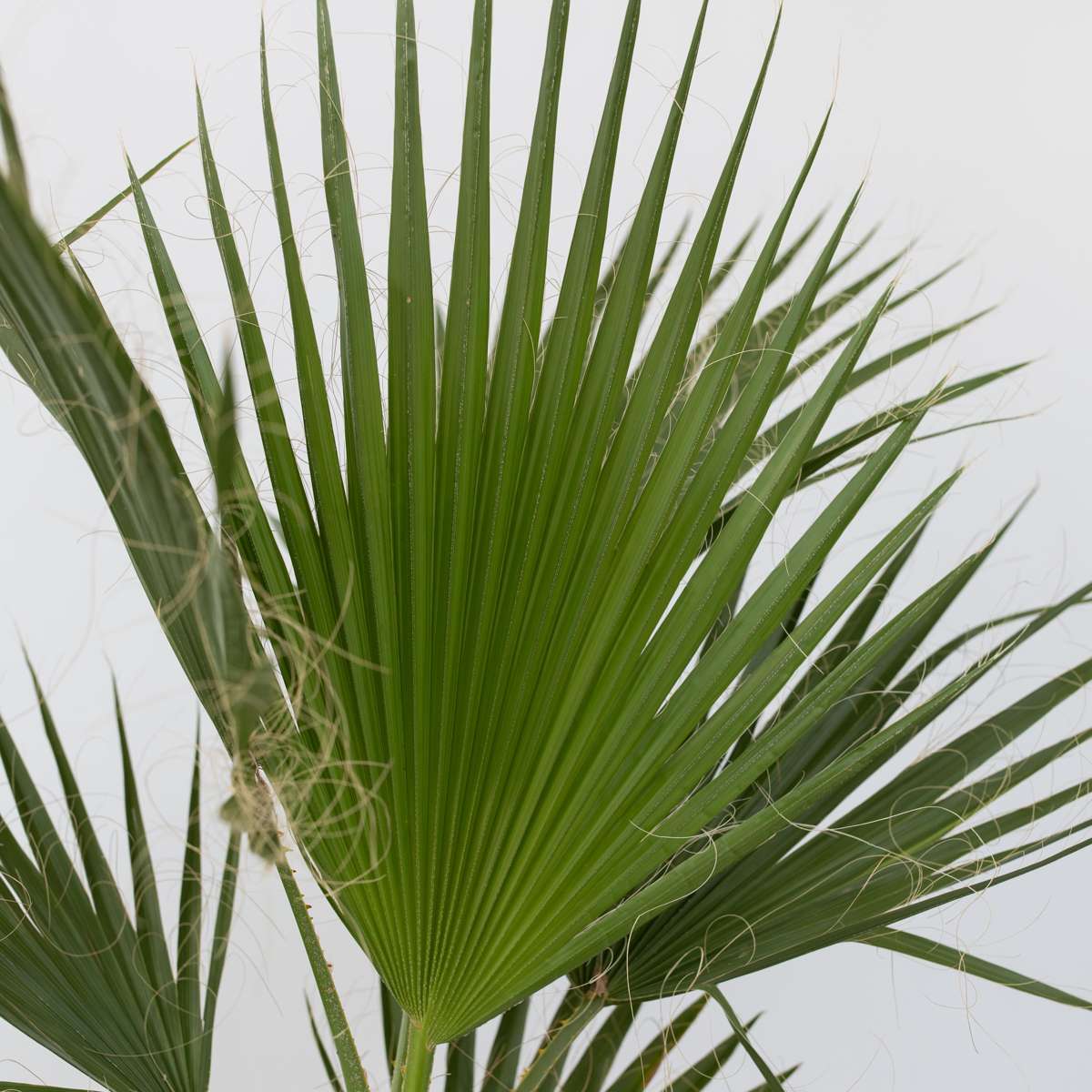 Washingtonia Robusta – Mexikanische Fächerpalme