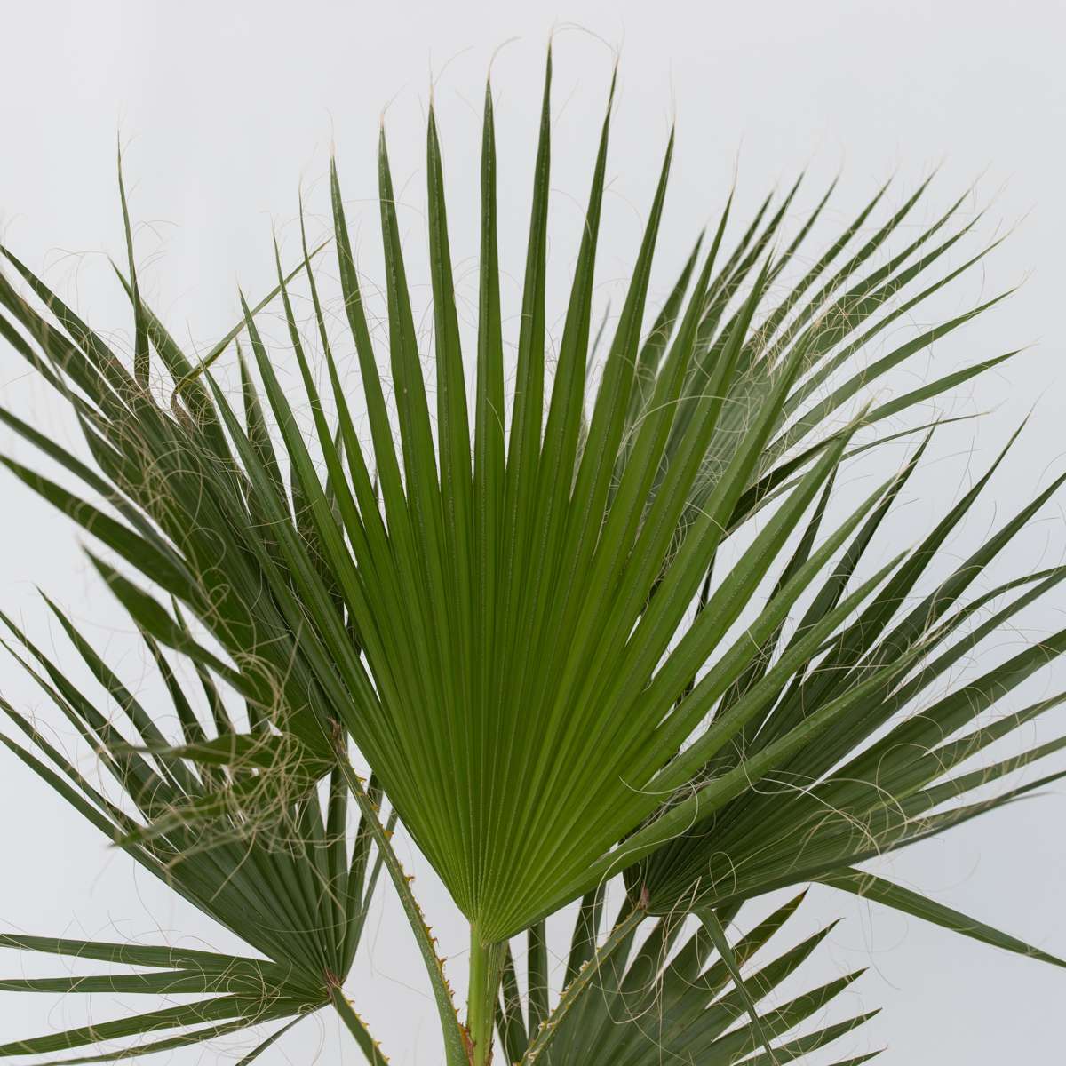 Washingtonia Robusta – Mexikanische Fächerpalme