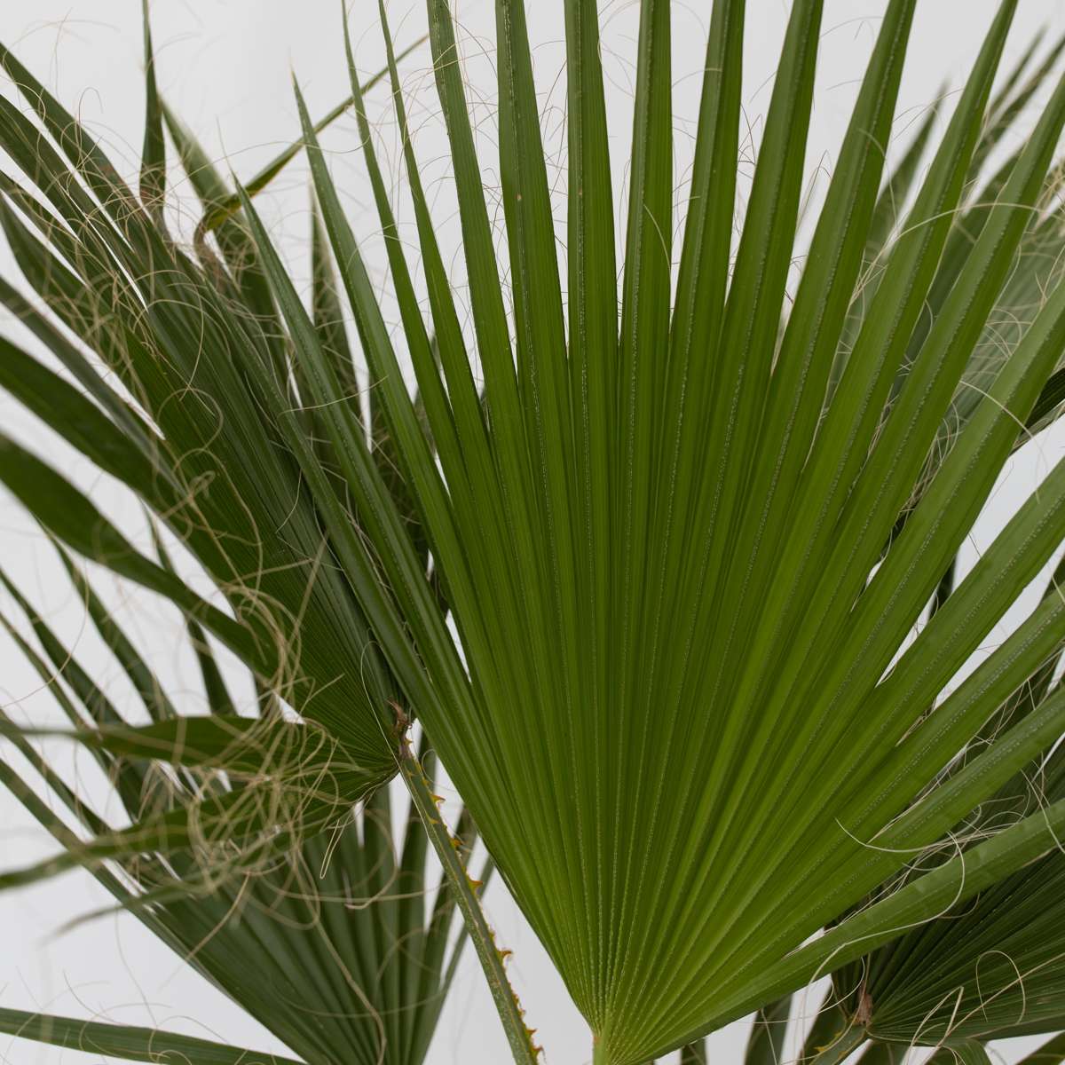Washingtonia Robusta – Mexikanische Fächerpalme