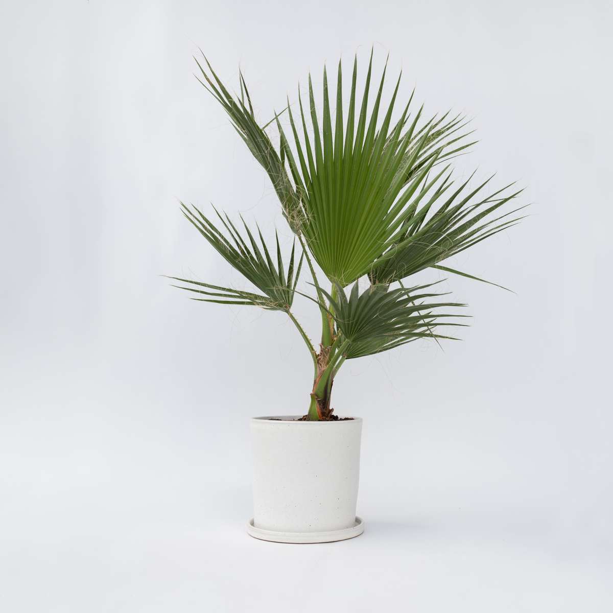 Washingtonia Robusta – Mexikanische Fächerpalme