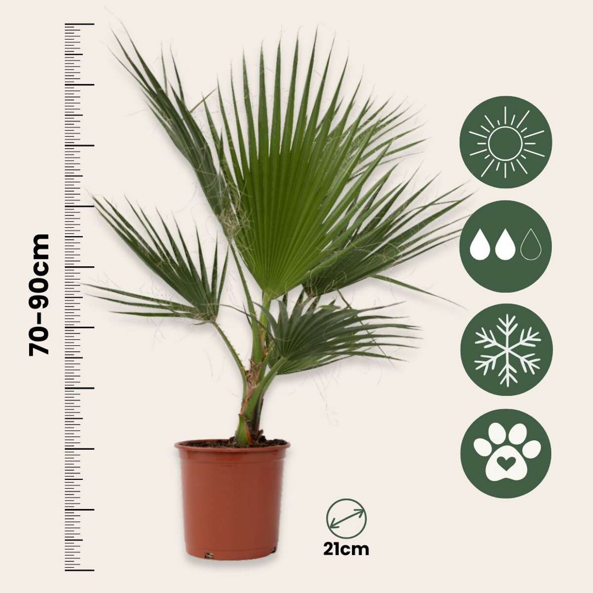 Washingtonia Robusta – Mexikanische Fächerpalme