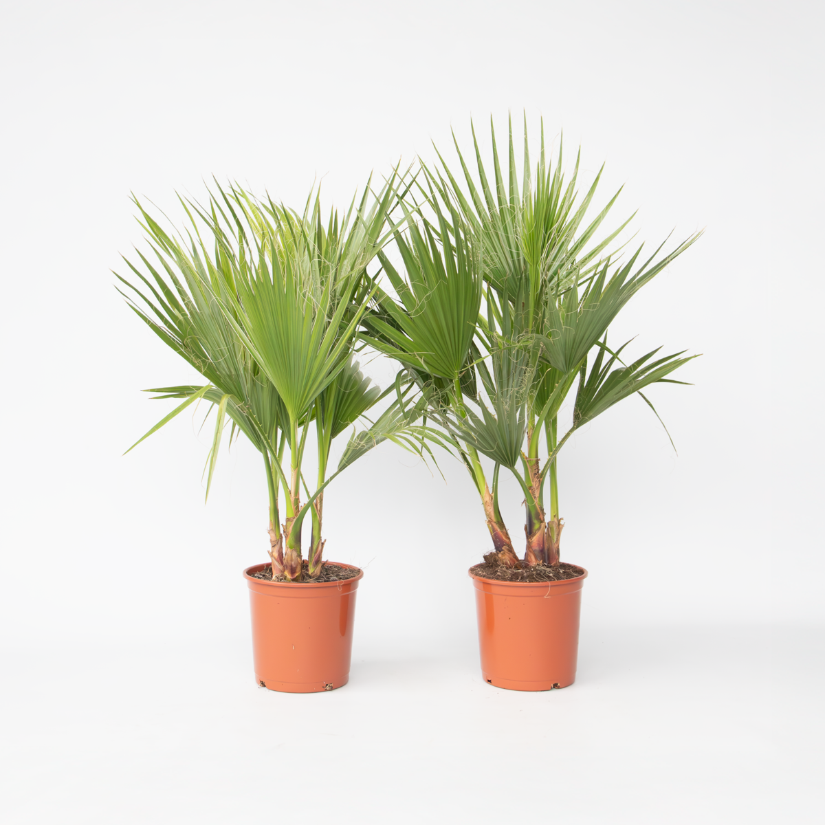 Washingtonia Robusta - 2er-Set - Fächerpalme